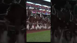 Behind the scenes with the Budweiser Clydesdales before the cardinals home opener at Busch Stadium [upl. by Tobe]