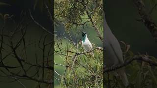 Canto da araponga e outras aves da Mata Atlântica [upl. by Nari]