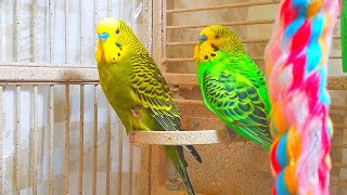 3 Hr Budgies Chirping Talking Singing Parakeets Sounds Reduce Stress  Relax to Nature Bird Sounds [upl. by Ianahs66]