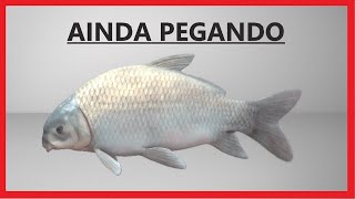 🟢 Fishing Planet Ictiobus bubalus  SMALLMOUTH BUFFALO  está pegando 2020 [upl. by Spragens]