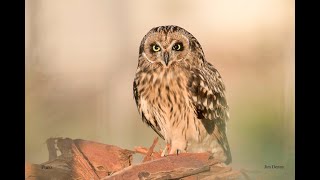 Hawaiian Owl Asio flammeus sandwichensis  Pueo 4K [upl. by Eenoj]