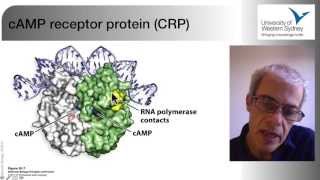 Gene regulation in eukaryotes [upl. by Tsuda]