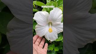 3 Methods to Mealybugs treatment mealybug hibiscu [upl. by Higgins824]