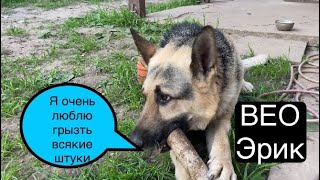 Собака грызет палки  ВЕО Эрик 💪🏼 [upl. by Enahpets597]