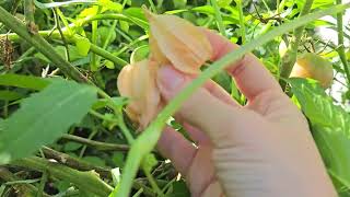 Tomatillo Physalis ixocarpa [upl. by Sylram]