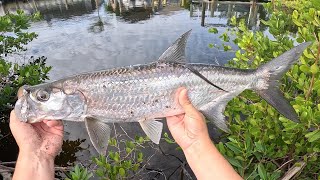 TARPON AND SNOOK FISHING Canal Hopping Cape Coral FL [upl. by Standford]