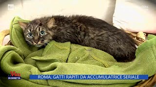 Roma gatti rapiti da accumulatrice seriale  La Vita in diretta  31032023 [upl. by Hamfurd96]