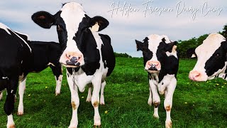 Holstein Friesian Dairy Cows • Milking Cows at a Dairy Farm • Cow Video [upl. by Rasure]