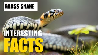 Most Interesting Facts About Grass Snake  Interesting Facts  The Beast World [upl. by Inaffets]