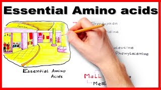 Branched chain amino acids metabolism [upl. by Anidualc642]