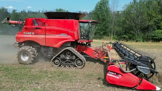 Wheat Harvest with Case IH 8250 Combine on Tracks [upl. by Atiuqnahs648]