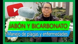 Cómo hacer un fungicida casero con bicarbonato y jabón Sorprendente [upl. by Byrdie299]