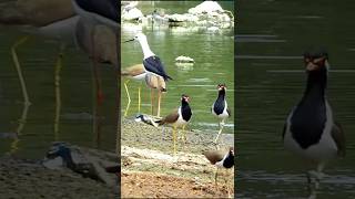 red wattled lapwing friendship altogether [upl. by Dabbs]