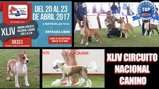 EXPOSICIÓN CANINA CRIADORES MANEJADORES MÉDICOS Y PERROS [upl. by Anderegg733]