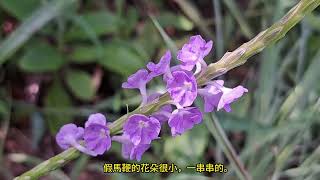 假馬鞭 Stachytarpheta jamaicensis／blue porterweed mhp3451 jan2024 [upl. by Dun]