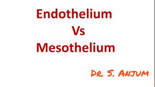 Endothelium vs Mesothelium [upl. by Africa32]