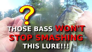 September Lures YOU NEED For Bass Fishing [upl. by Laurie337]