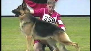 How to Evaluate the German Shepherd Dog in the Show Ring  Part 1 of 2 [upl. by Bourn225]