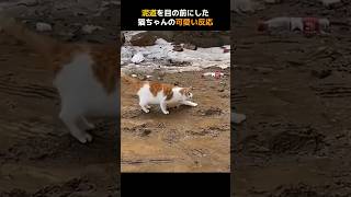 泥道を目の前にした猫ちゃんの可愛い反応 [upl. by Ybab]