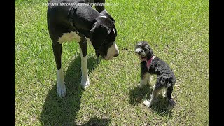 Funny Great Dane amp Aussie Poo Puppy Play Follow The Leader Recall Game [upl. by Thin]