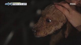 ANIMAL a pitilessly attacked puppy실화탐사대 20181212 [upl. by Edsel]