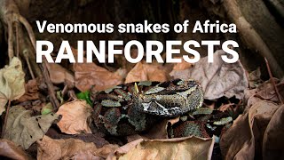 The venomous snakes of Africa  RAINFORESTS Forest cobra Green mamba bush vipers Gaboon viper [upl. by Cosenza]