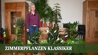 Zimmerpflanzen Teil 1  Die Klassiker Pflege und Ansprüche [upl. by Ennairrek588]