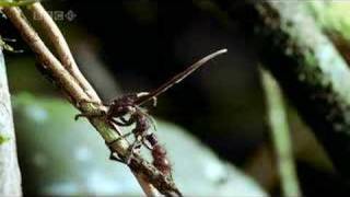 Cordyceps Fungus [upl. by Borek]