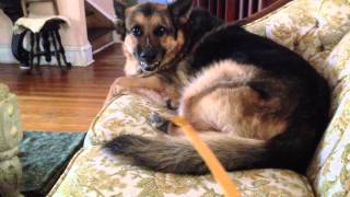 Growling German Shepherd  Attacking The Back Scratcher [upl. by Gilly]