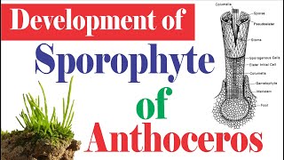 Anthoceros Development of Sporophyte  Sporophyte of Hornworts  Anthocerotopsida [upl. by Arteid]