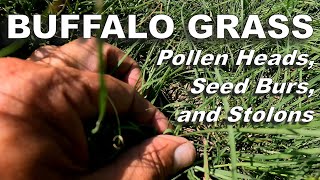 A Look at Buffalo Grass Seed Burs Pollen Heads Stolons and More [upl. by Waal]