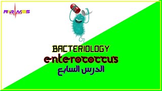 الدرس السابع المكورات المعوية  Enterococcus [upl. by Assital]