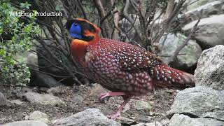 Tragopan pheasant  Birds Video  Online zoo [upl. by Wickner916]