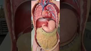 Diaphragm anatomy What does the diaphragm look likeanatomy [upl. by Airaet]