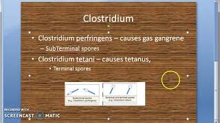 Microbiology 227 a Clostridium Anaerobic Bacteria Spore Perfringens Tentani Botulism Difficile [upl. by Teodora691]