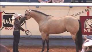 Not Kiddin Me AQHA Stallion [upl. by Boutis]