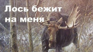 Лось бежит на меня Охота на лося видео 20122013 Moose hunting in Russia [upl. by Nessej]