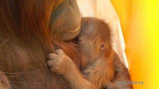 Endangered Baby Orangutan Born through FirstEver Successful Assisted Reproduction [upl. by Cleavland]