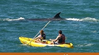 Hermanus Sea Kayaking and explore our marine life in Walkerbay [upl. by Brana]