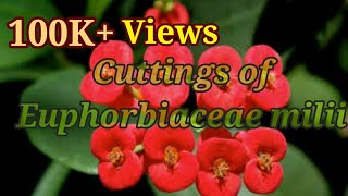 How to make Cuttings of Euphorbia milii in the easiest way [upl. by Notsag]