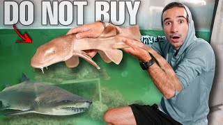 DONT BUY SHARKS OFF THE WEB we got scammed [upl. by Ahgiela]