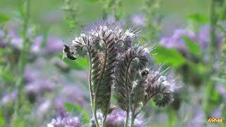 Fiddleneck Phacelia tanacetifolia [upl. by Latisha161]