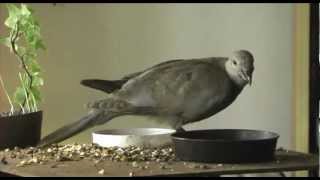 Collared dove baby at 29 days  Learning to fly [upl. by Ado332]