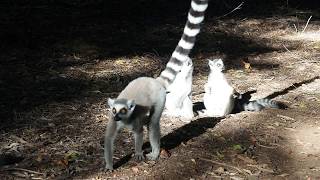 Ringtail lemurs on file  its mating season [upl. by Tess]