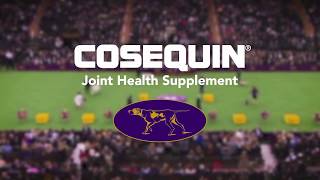 Joint Health for All Dogs  COSEQUIN® Joint Health Supplements [upl. by Nauqel35]