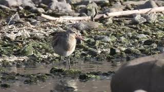 břehouš rudý Limosa lapponica [upl. by Aivekal583]