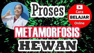 Pengertian dan Proses Metamorfosis Hewan [upl. by Sachs]