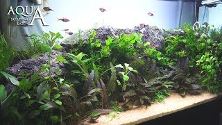 Aquascaping Lab  Tutorial Natural planted Aquarium quotAfrican Wallquot size 80x 35x45h 120L [upl. by Nomal]