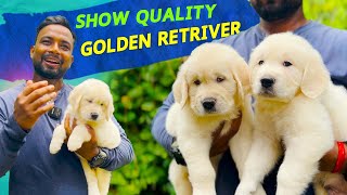 KCI REGISTER SHOW QUALITY EUROPEAN GOLDEN RETRIVER DOG PUPPIES  SANJU  8697153204 [upl. by Harbert]