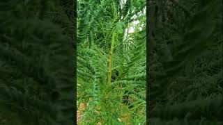 대박신기해 용수철 삼나무 Cryptomeria japonica spilais 스프링 삼나무 [upl. by Thaxter]